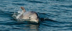 Russland soll Delfine zum Schutz seiner Marine einsetzen (Symbolbild)