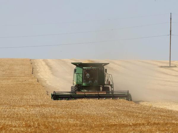 In der Region von Odessa hat die Weizenernte begonnen.