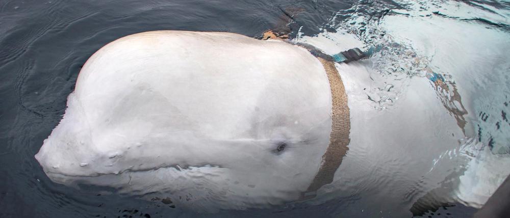 Ein vor der norwegischen Küste entdeckter Beluga-Wal trägt ein Band mit der Aufschrift "Equipment St. Petersburg".