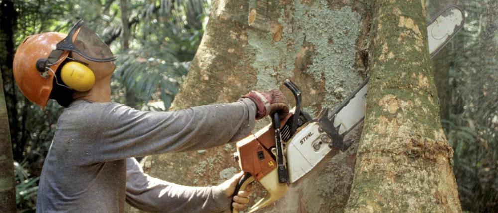 Ein Holzfäller fällt mit einer Kettensäge im Regenwald des Amazonas einen Baum. 