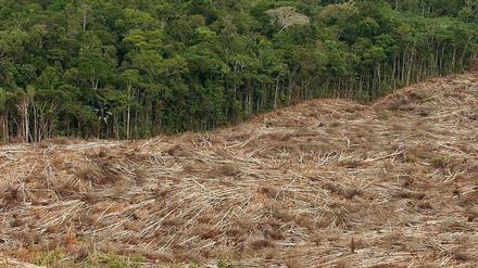 Wegen der starken Zunahme von Regenwald-Rodungen in Brasilien will das Bundesumweltministerium die Förderung von Projekten zum Schutz von Wäldern stoppen.