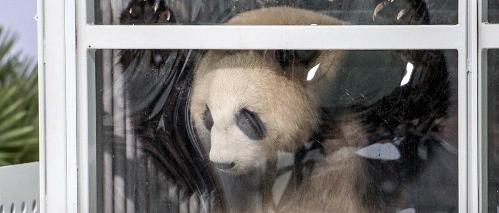 Ankunft der beiden Panda-Bären in Schönefeld. China macht mit ihnen Politik.