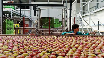 Polen ist der weltweit größte Exporteur von Äpfeln. Sortieranlage in Kawczyn