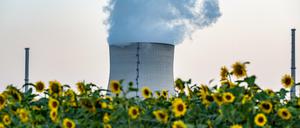 Der Kühlturm des Atomkraftwerks (AKW) Isar 2 in Essenbach vor einem Sonnenblumenfeld am 21. Juli 2022.