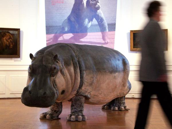 Flusspferd "Knautschke" überlebte die Schlacht um Berlin und starb erst 1988. 2006 wurde er im Ephraim-Palais des Stadtmuseums ausgestellt.