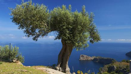 Der Klimawandel könnte gravierende Folgen für die Olivenbauern in Südeuropa haben.