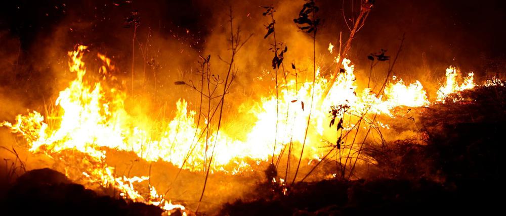 Flammen lodern in einem Waldgebiet im Bundesstaat Rondonia.