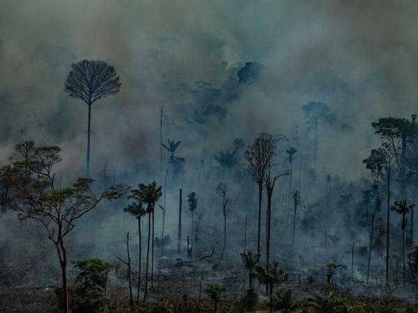 Viele Flammen lodern nach Angaben von Klimaforschern auf schon gerodeten Flächen, doch oft greifen Brände über.
