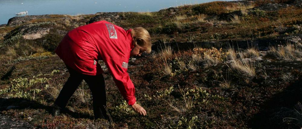 Im Sommer 2007 informierte sich "Klimakanzlerin" Angela Merkel (CDU) in Grönland zur Klimaerwärmung und sammelte dort Blaubeeren.
