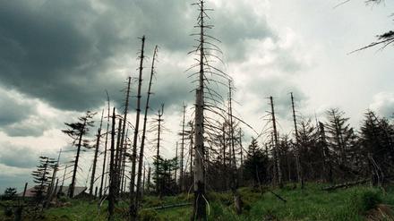Umweltverbände und Waldbesitzer warnen vor einem massiven Waldsterben