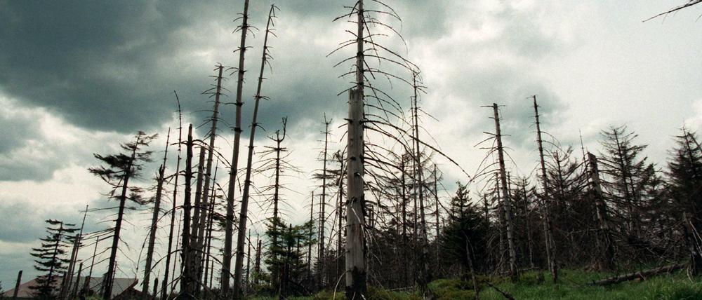 Umweltverbände und Waldbesitzer warnen vor einem massiven Waldsterben