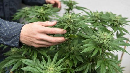 Die bisher praktizierte Verbotspolitik für Cannabis ist gescheitert, man sollte die Droge legalisieren.