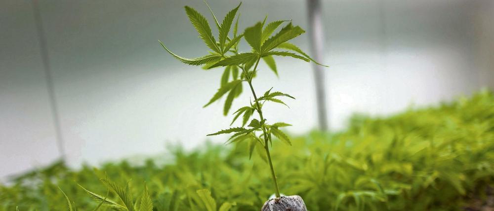 Für medizinische Zwecke ist Cannabis in Kanada schon länger erlaubt.