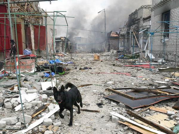 Ein Hund in einer zerstörten Ortschaft in der Region Luhansk