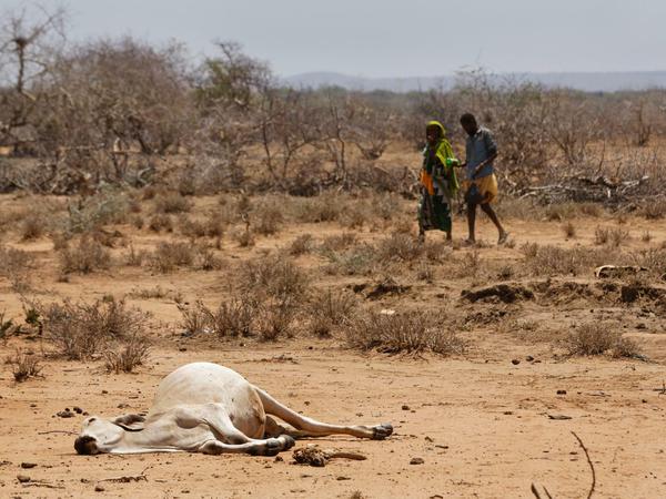 Weite Teile Afrikas leiden unter einer entsetzlichen Dürre, wie hier in Bandarero (Kenia), an der Grenze zu Äthiopien. 