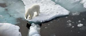 Ein Eisbär steht im Nordpolarmeer auf eine Eisscholle. Am Polarkreis gibt es immer weniger Eis. 