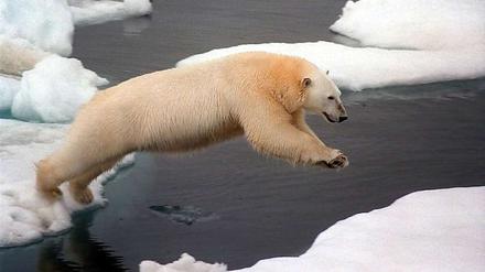 Ein Eisbär springt in der Arktis von einer Scholle zur anderen. Lässt sich der Klimawandel verlangsamen?