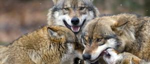 Alle für einen: Künftig sollen nicht nur Wölfe, die Nutztiere gerissen haben, getötet werden, sondern auch ihre Rudelmitglieder. 