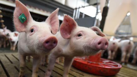 Die Würde des Schweins - "Peta" legte im Namen der Tiere Verfassungsbeschwerde in Karlsruhe ein. 