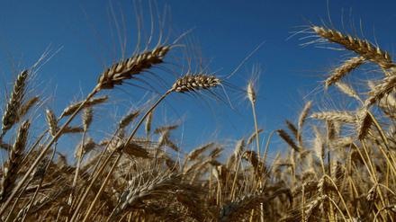 Trotz des Krieges wird auch in kommenden Sommer in vielen Regionen der Ukraine der Weizen erntefähig sein.