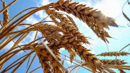 Der Anteil der ukrainischen Getreideproduktion am Weltmarkt beträgt 11,5 Prozent.