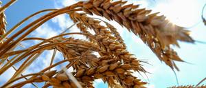Der Anteil der ukrainischen Getreideproduktion am Weltmarkt beträgt 11,5 Prozent.