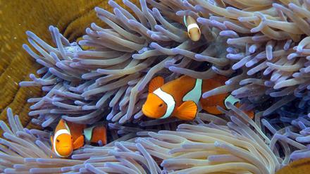 So schön bunt sind die Korallen am Great Barrier Reef meist nicht mehr - wegen einer massiven Korallenbleiche.