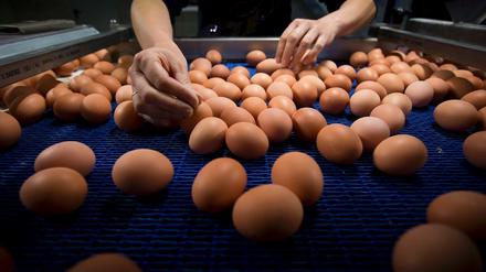 Viele mit Fipronil belastete Eier musste vernichtet werden. 