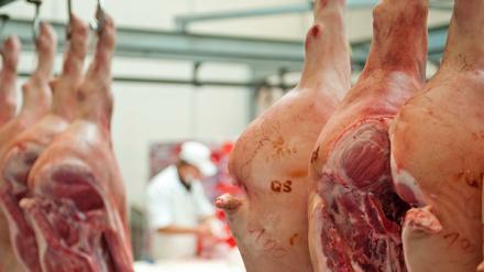Schweinehälften werden in einer Großfleischerei bei Chemnitz verarbeitet. 