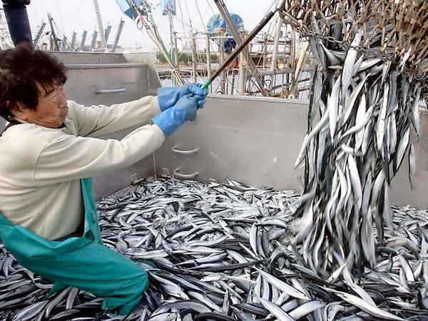 Fisch gibt es vor der Küste von Fukushima reichlich. Aber er wird nur gefangen, um ihn auf radioaktive Verseuchung zu testen.