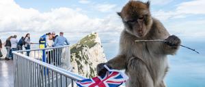 Auch die berühmten Affen sind ein Grund für die sieben Millionen Touristen, die jährlich nach Gibraltar reisen.