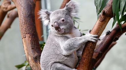 Wie niedlich. Ein Koala auf dem Baum.