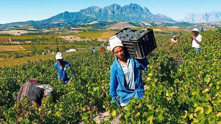 Arbeiten im Akkord und unter teilweise unwürdigen Bedingungen. Oxfam setzt sich für Arbeiter ein wie diese Traubenpflücker in Südafrika ein.