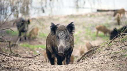 Gefährlich und gefährdet. In Berlin lebt ein Wildschwein nur ein oder zwei Jahre, ehe es umgefahren oder erschossen wird. 