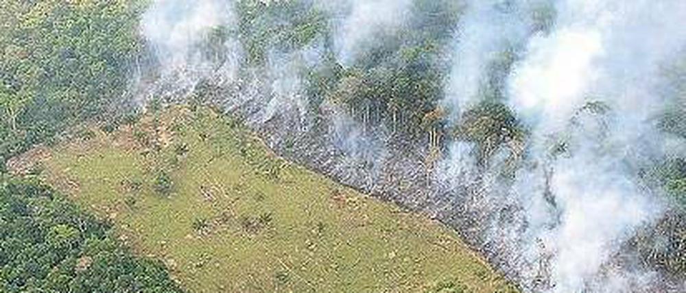 Brandrodung: Allein in den vergangenen sechs Monaten wurden im Amazonasgebiet 900 Quadratkilometer Wald vernichtet, um Ackerland zu gewinnen. Foto: Marcelo Sayao, pa/dpa