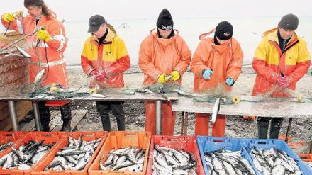 Problemfall. Die Ost- und Nordsee stehen unter starkem Nutzungsdruck, haben die Umweltweisen festgestellt. Die Fischerei ist nur eines der Probleme. 