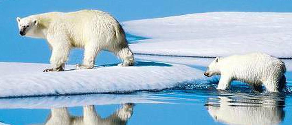 In Gefahr. Die Schmelze in der Arktis bedroht schon jetzt die Bären.
