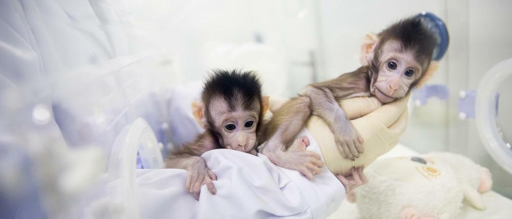 Die zwei geklonten Affen Hua Hua und Zhong Zhong werden in einem Labor in Suzhou untersucht.
