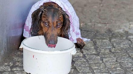 Hundstage: An heißen Sommertagen brauchen nicht nur Hunde Abkühlung.