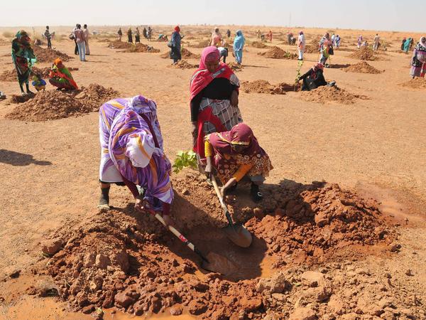 Im Januar 2017 werden im Sudan etwa 1000 Bäume gepflanzt - als Teil der „Great Green Wall“.