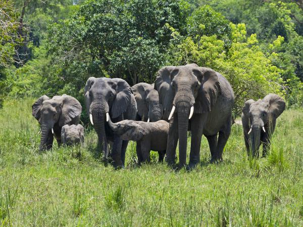 Elefanten im Murchison Falls National Park in Uganda.