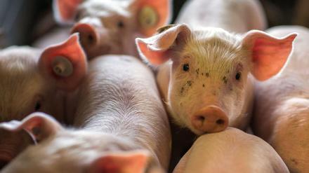 Die bestehenden EU-Vorschriften zum Tierwohl in der Landwirtschaft sollen überarbeitet werden.