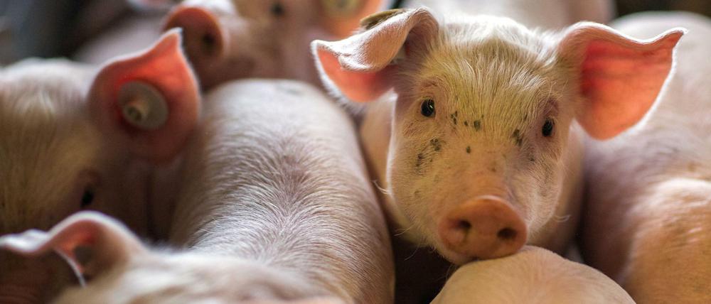 Die bestehenden EU-Vorschriften zum Tierwohl in der Landwirtschaft sollen überarbeitet werden.