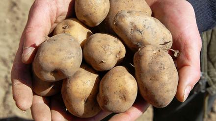 Ärger um die Genkartoffel: Ein EU-Gericht erklärt die Beschlüsse der EU-Kommission zur Zulassung der Gen-Kartoffel Amflorafür nichtig erklärt. 