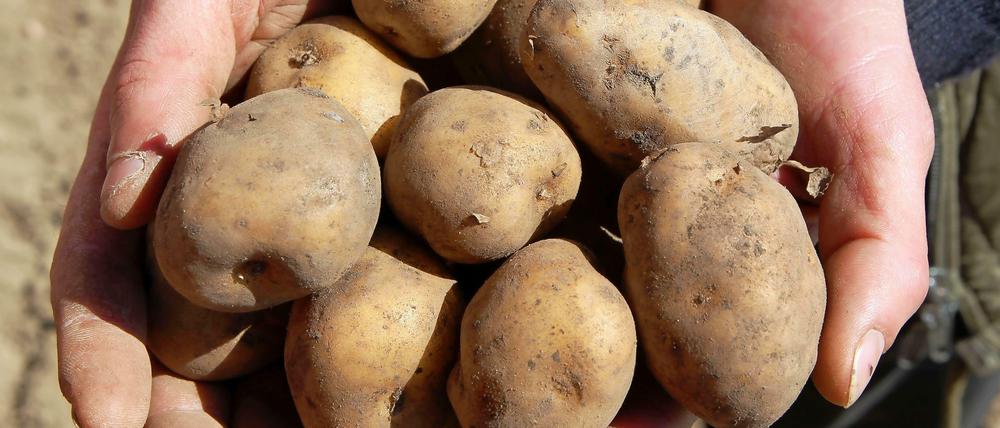 Ärger um die Genkartoffel: Ein EU-Gericht erklärt die Beschlüsse der EU-Kommission zur Zulassung der Gen-Kartoffel Amflorafür nichtig erklärt. 