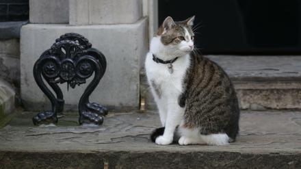 Kater Larry, der in Number 10 Downing Street wohnt.