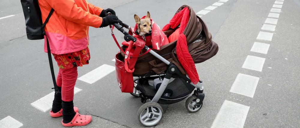 Hund im Einsatz: Während der Koalitionsverhandlungen von CDU, CSU und SPD wurde vor dem Willy-Brandt-Haus für Klimaschutz und Kohleausstieg demonstriert.