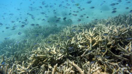 Korallenbleiche am australischen Great Barrier Reef vor der Küste von Queensland (Archivbild)