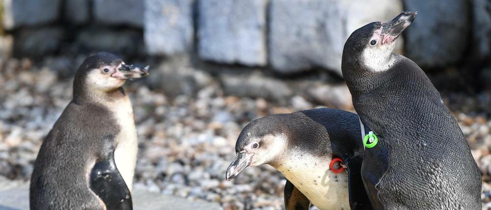 Der Pinguin war am 11. Februar im Mannheimer Zoo gestohlen worden. 