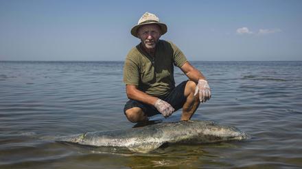Der ukrainische Wissenschaftler Ivan Rusev untersucht einen toten Delfin.